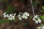 Thunberg's meadowsweet